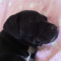 Photo #186486 de Tia