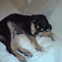 Photo #186497 de Dumsel