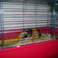 Photo #186521 de Chocolat