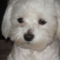 Photo #186557 de Bandy