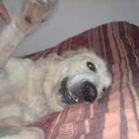 Photo #186589 de Darco