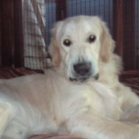 Photo #186590 de Darco