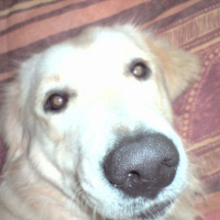 Photo #186591 de Darco