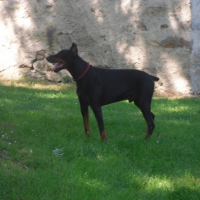 Photo #186592 de Romeo