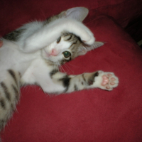 Photo #186654 de Nouky