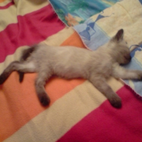 Photo #186676 de Yoshi