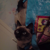 Photo #186678 de Yoshi
