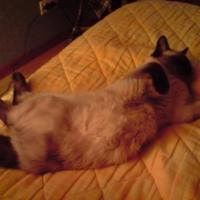 Photo #186680 de Yoshi