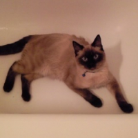 Photo #186681 de Yoshi