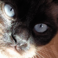 Photo #186685 de Yoshi