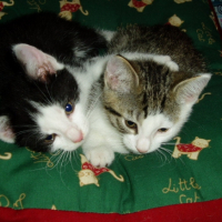 Photo #186686 de Banzaï