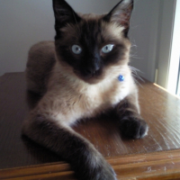 Photo #186692 de Yoshi