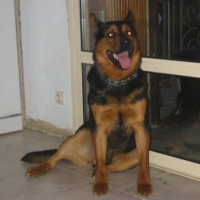Photo #186698 de Sultan