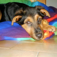 Photo #186732 de Apollo