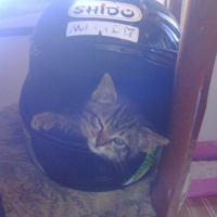 Photo #186737 de Nala