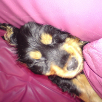 Photo #186790 de Enky