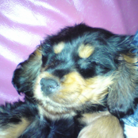 Photo #186791 de Enky