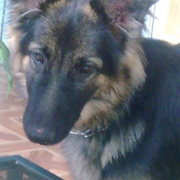 Photo #186800 de Lady