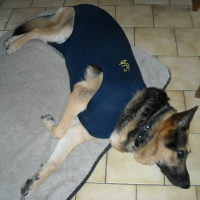 Photo #186832 de Rex