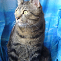 Photo #186867 de Rocket