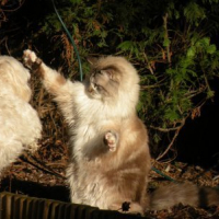 Photo #186888 de Coocky