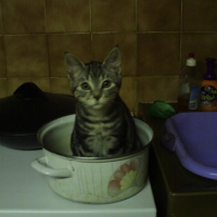 Photo #186909 de Sushi