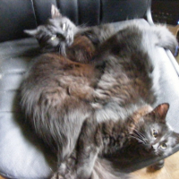 Photo #186913 de Ulysse