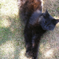 Photo #186915 de Ulysse