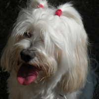 Photo #186928 de Tyxie