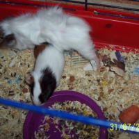 Photo #186938 de Salami et rosette