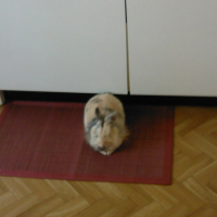 dodo sur le tapis de cuisine