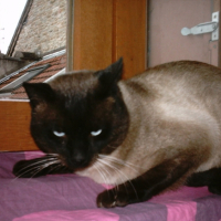 Photo #186988 de Prince