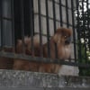 en poste d'observation sur le balcon