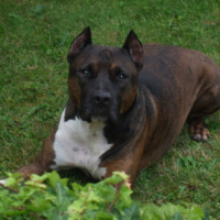 Photo #187083 de Sniper