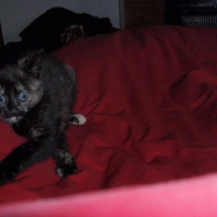 Photo #187092 de Epica