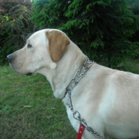 Photo #187187 de Balto