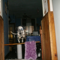 Photo #187190 de Dikci