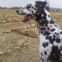 Photo #187193 de Dikci