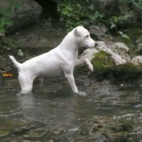 Photo #187213 de Vipper