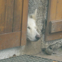 Photo #187221 de Cristalle