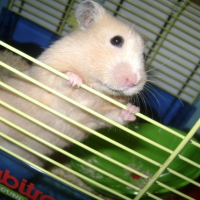 Photo #187296 de Sushi