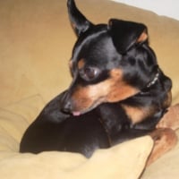Photo #187298 de Lola