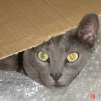 Photo #187308 de Lucky