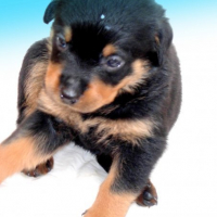Photo #187375 de Tyson