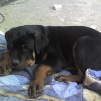 Photo #187401 de Tyson