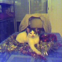 Photo #187422 de Doudou
