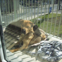 Photo #187428 de Zaza
