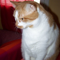 Photo #187435 de Mogwaï