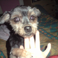 Photo #187447 de Pusy