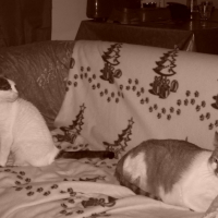 Photo #187448 de Mogwaï
